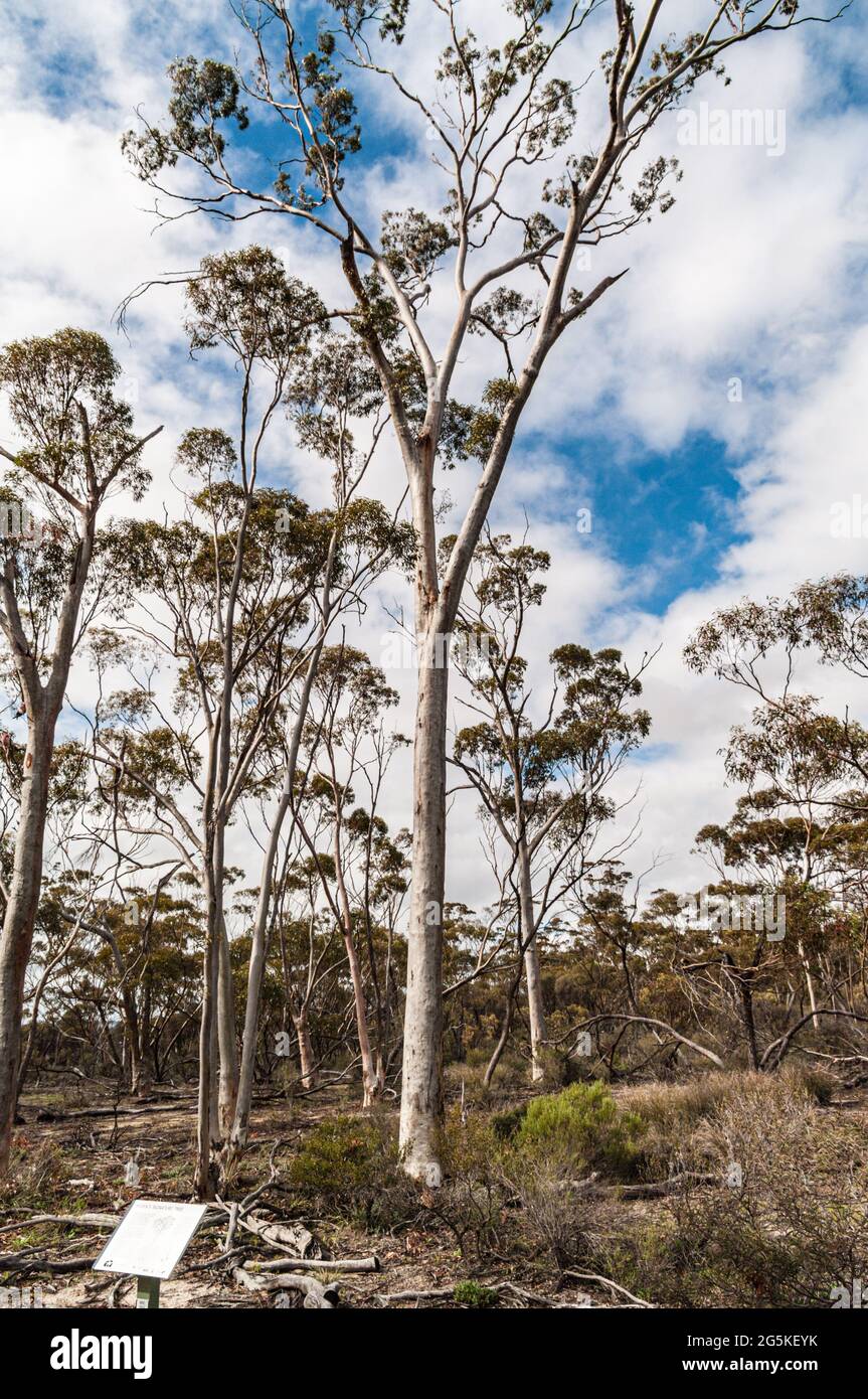 HYDEN'S SIGNATURE TREE, SALMON GUM, EUCALYPTUS SALMONOPHLOIA, BY WAVE ROCK, HYDEN, WESTERN AUSTRALIA, AUSTRALIA Stock Photo