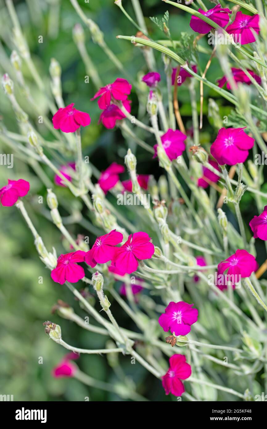 Coronary carnation hires stock photography and images Alamy