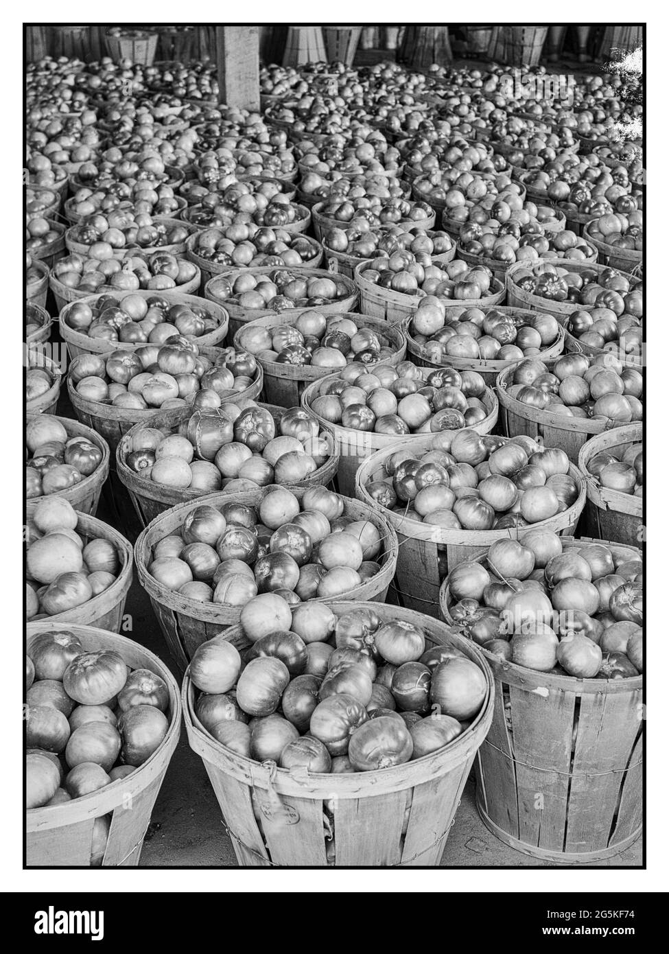 Harvested Tomatoes WW2 on a large scale during World War II at the Kings Creek Packing Company. Kings Creek, Maryland USA Food War administration USA Food Production Jack Delano 1940 July. -  United States--Maryland--Somerset County--Kings Creek Stock Photo