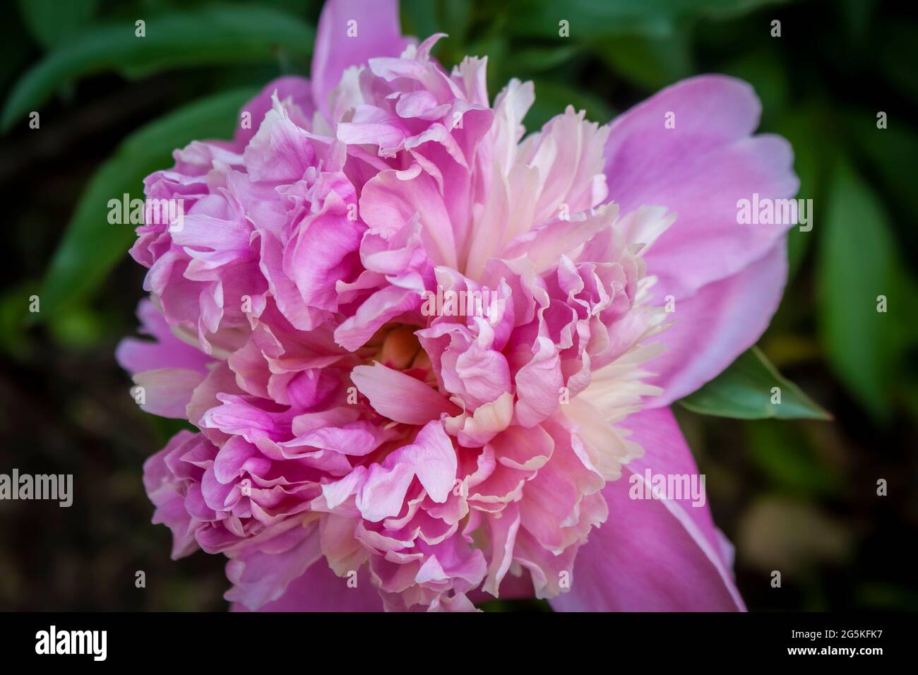 Close-up of large shabby pink Peony  against blurred green garden background. Stock Photo