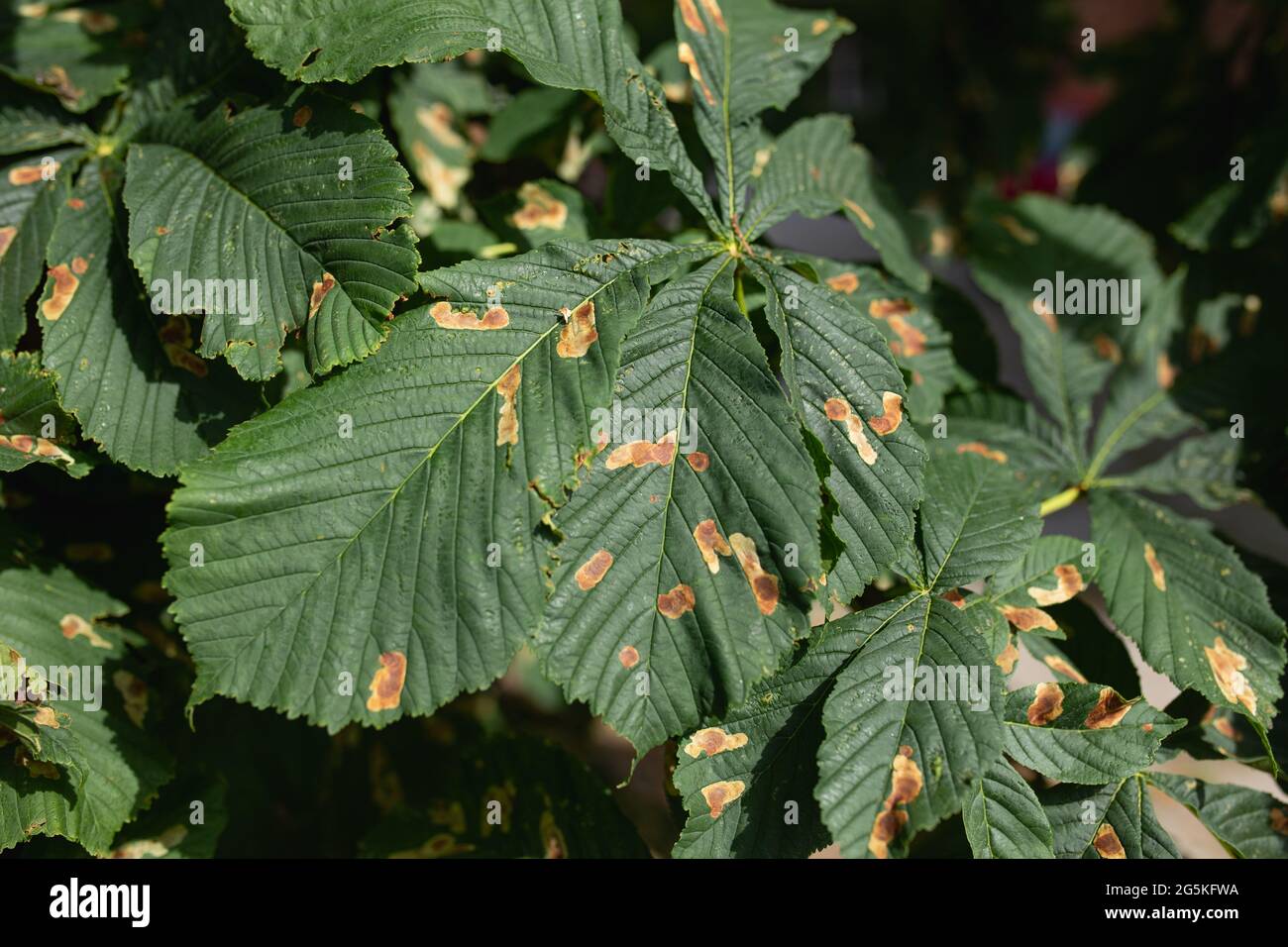 Chestnut leaves infested by a pest The horsechestnut leaf miner
