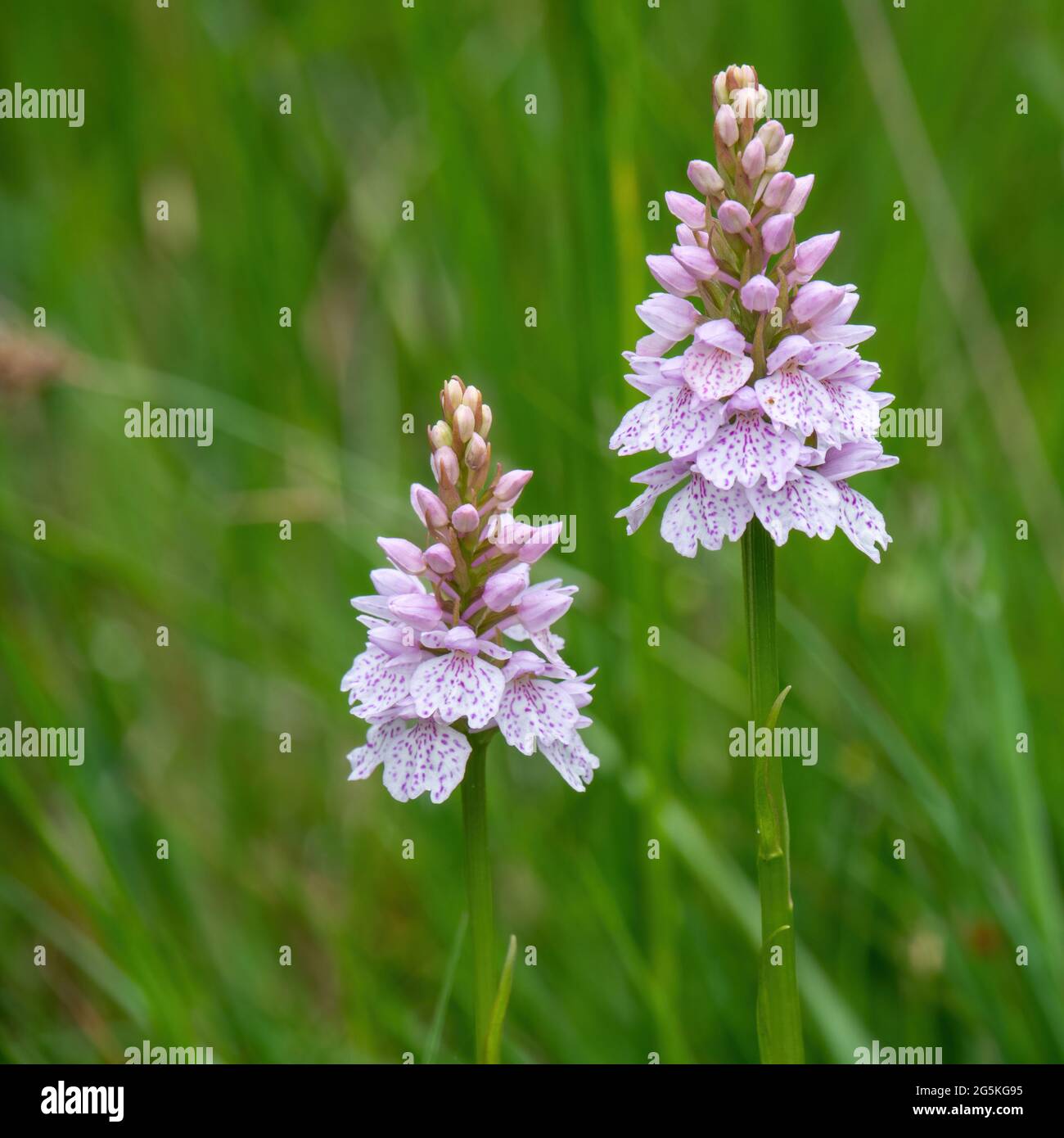 Heath Spotted Orchids - Dactylorhiza maculata.UK. Stock Photo