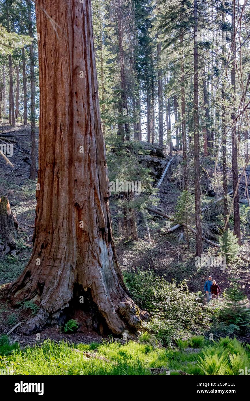 Hikers pause beside a giant sequoia tree on the North Grove Trail at Kings Canyon National Park, California. Stock Photo