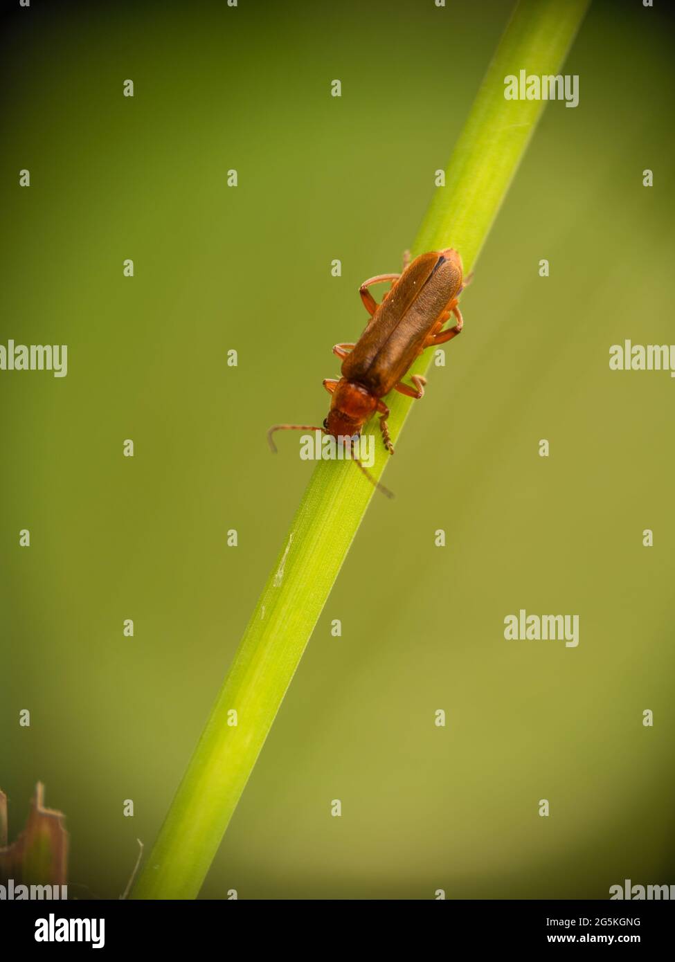 Cantharis pallida, a soldier beetle native to Europe Stock Photo Alamy