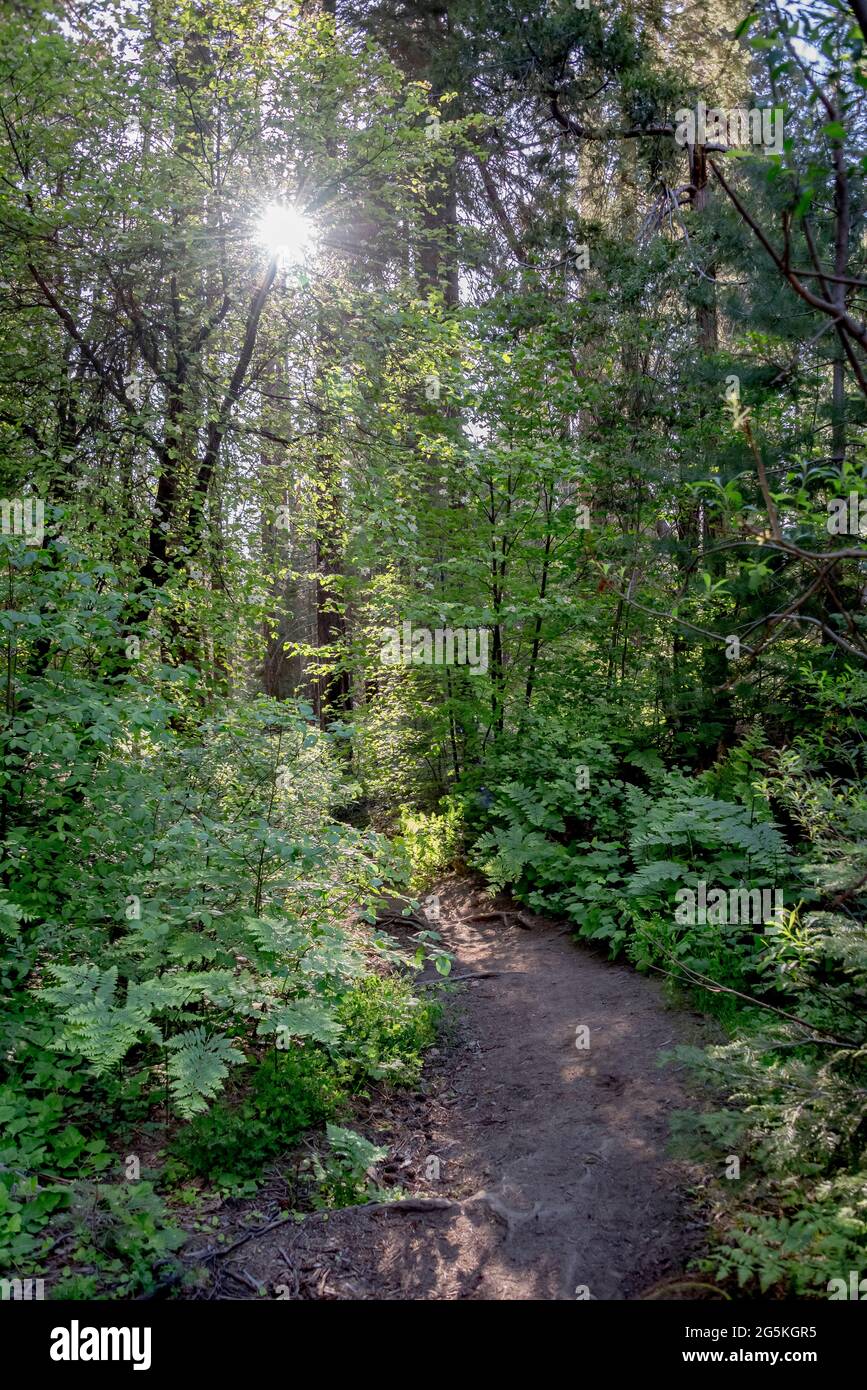 Ferns and Pacific dogwood close in on a lush section of trail in Kings Canyon's North Grove in the California high sierra. Stock Photo