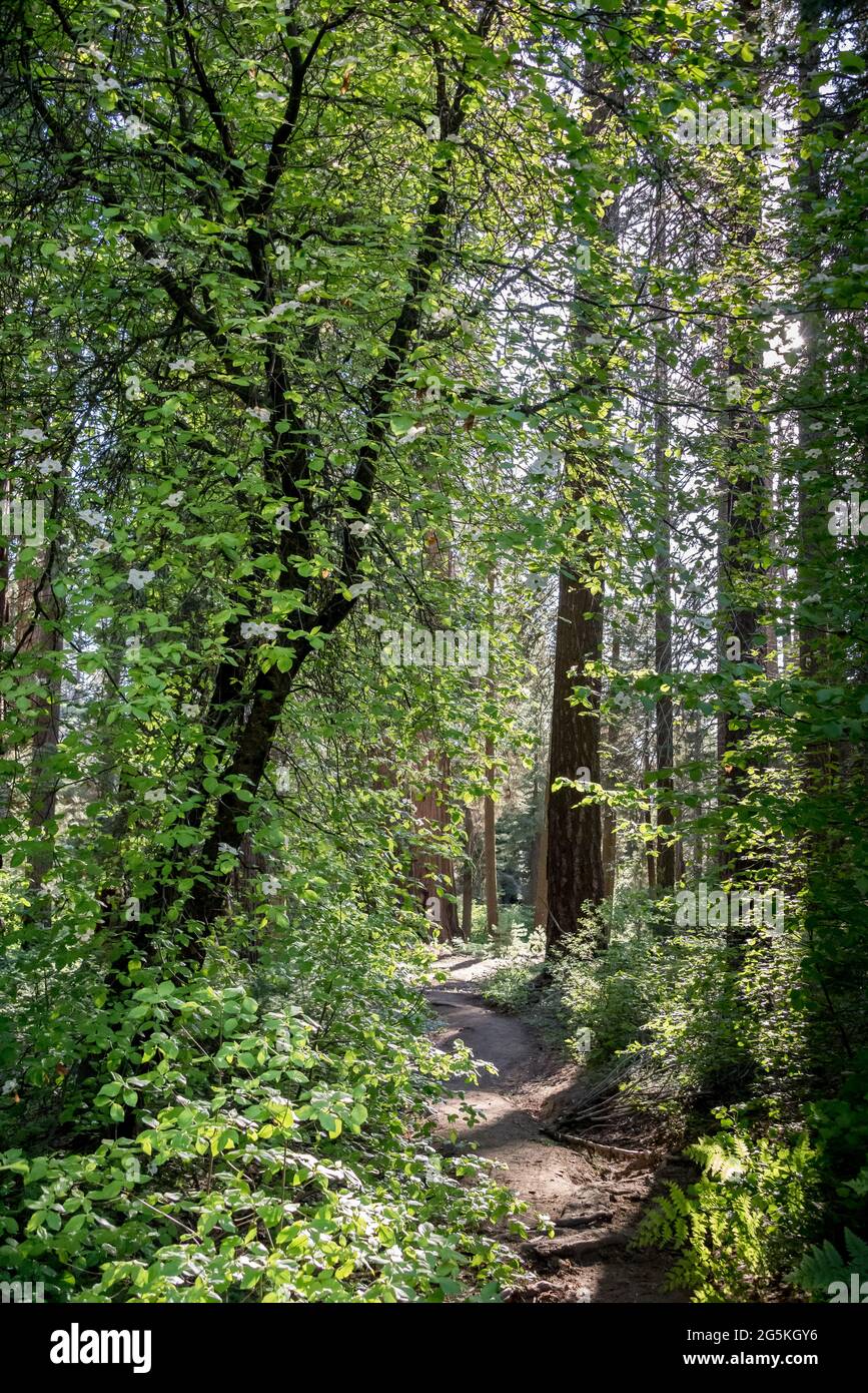 Light filters through the understory of Pacific Dogwood on the North Grove Trail in Kings Canyon National Park, California. Stock Photo