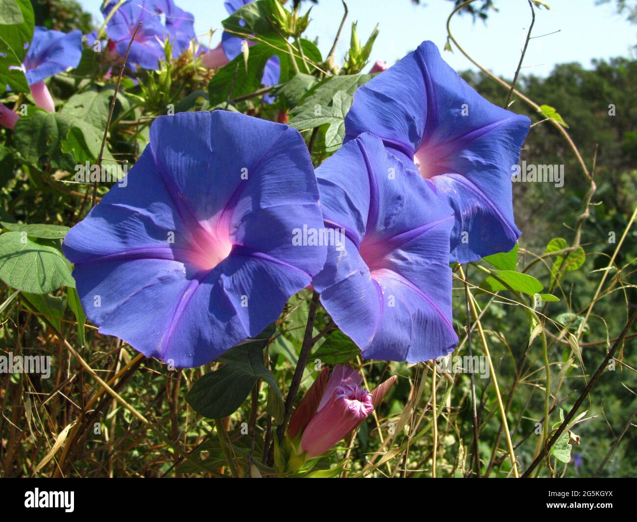 Closeup shot of ocean blue morning glory flowers, Ipomoea indica in the garden Stock Photo