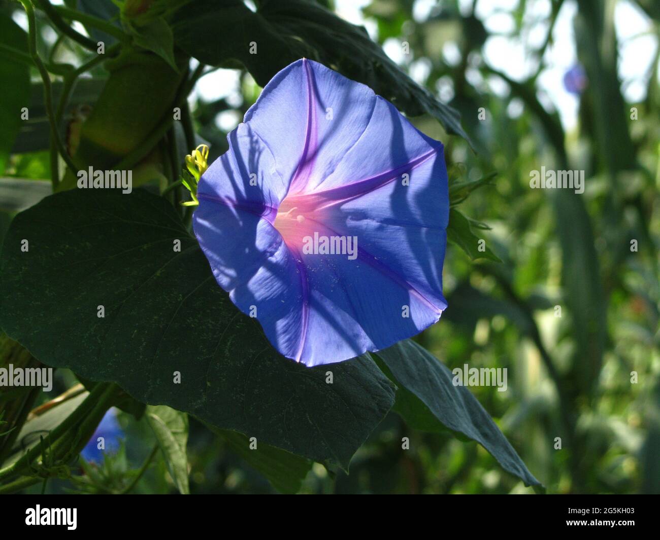 Closeup shot of backlit ocean blue morning glory flower, Ipomoea indica in the garden Stock Photo