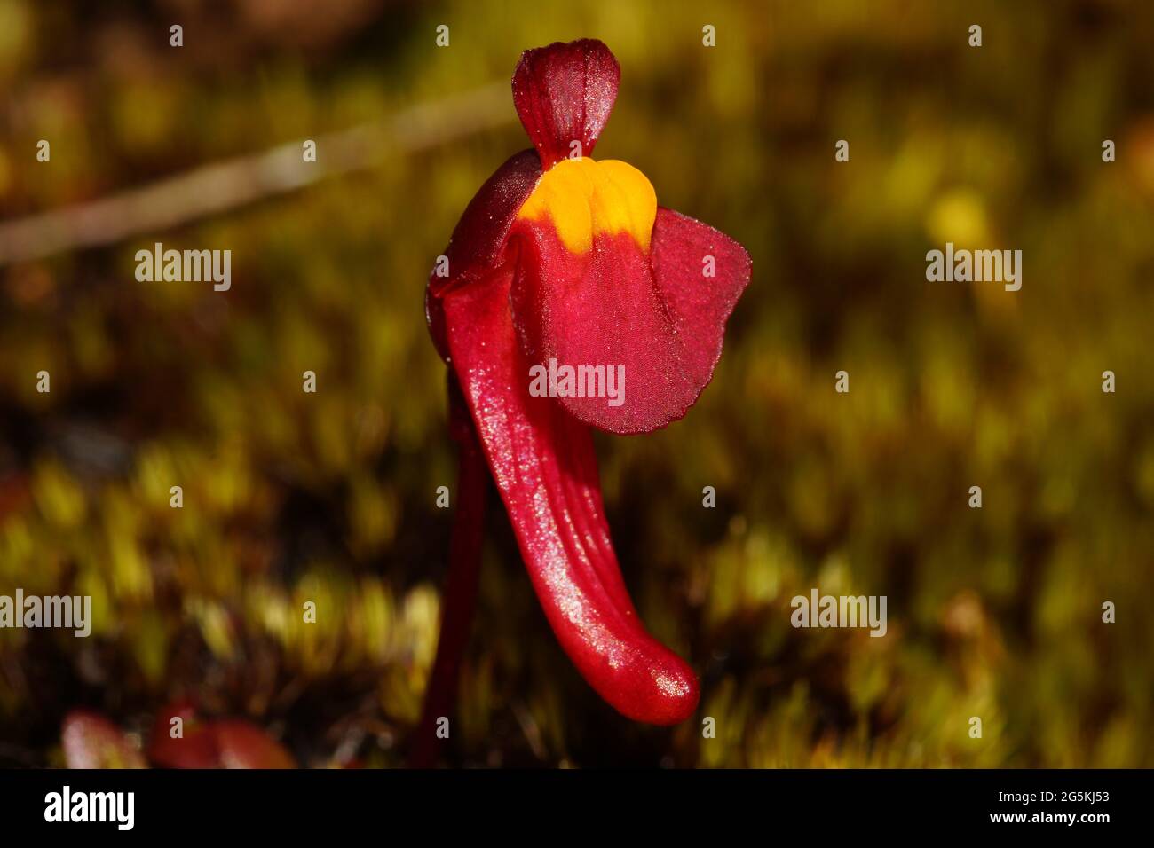 Red flower of the Western Australian bladderwort Utricularia menziesii, natural habitat Stock Photo