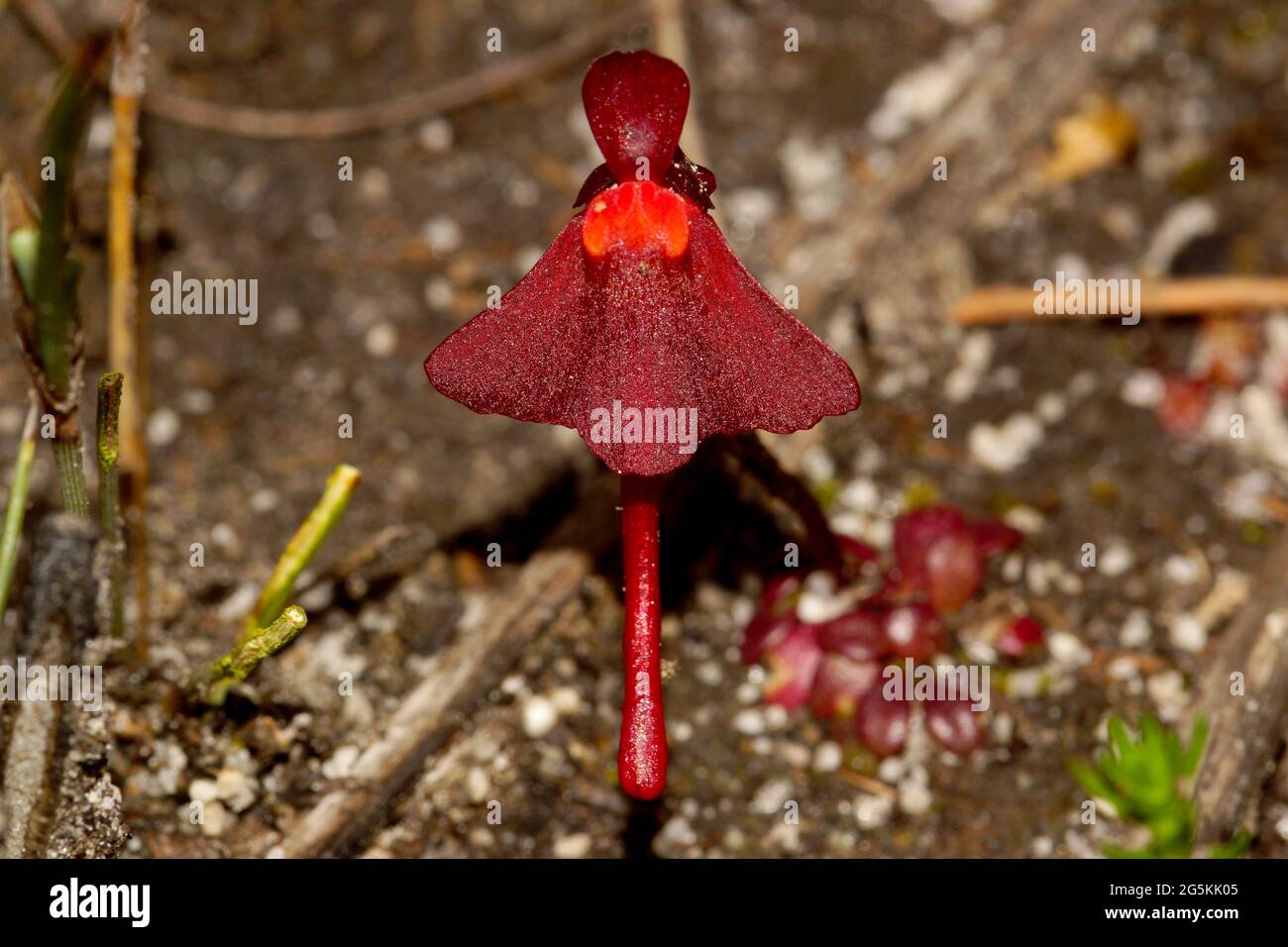 Dark red flower of bladderwort Utricularia menziesii, Western Australia Stock Photo