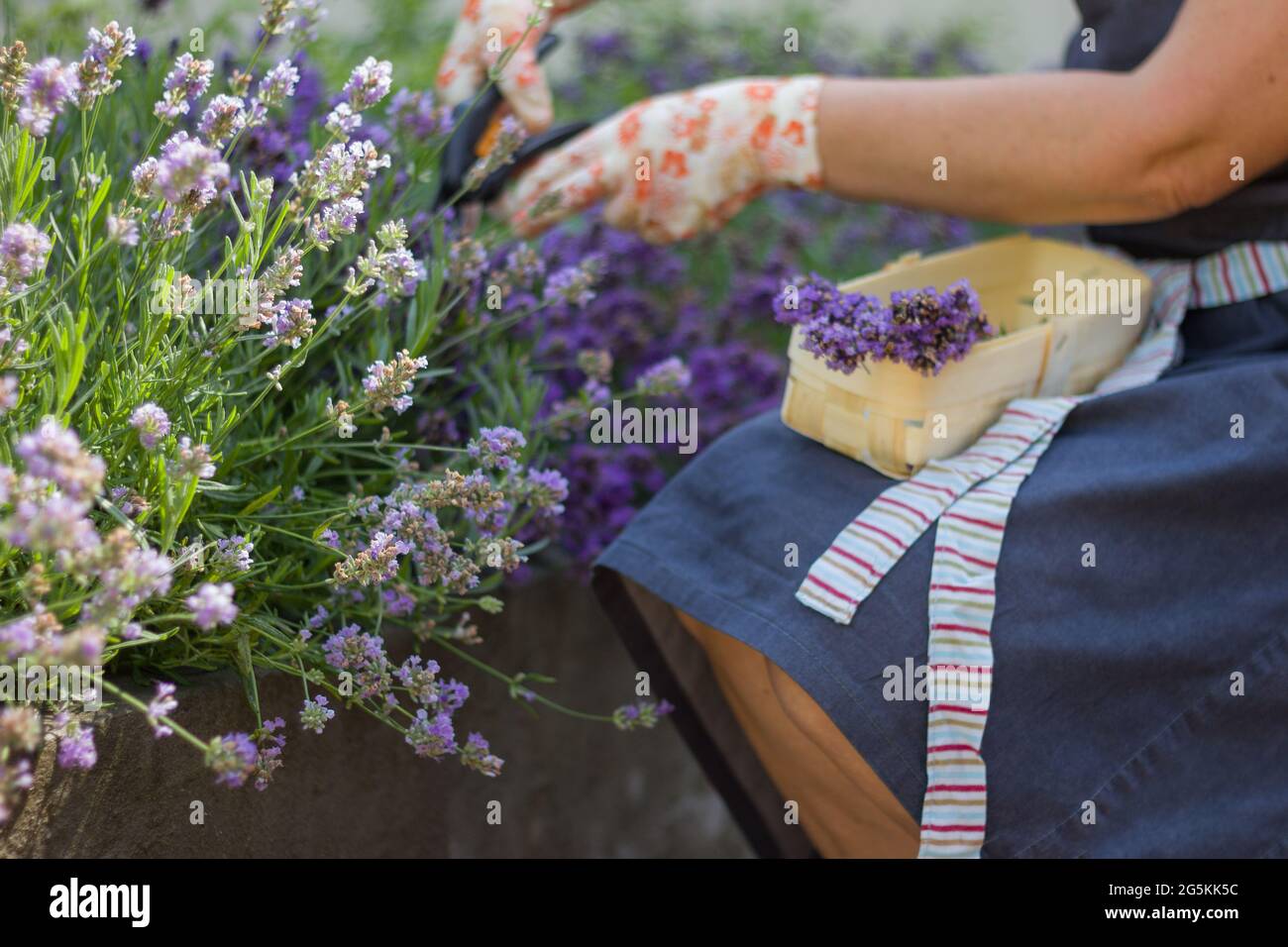 Ripe spikelets of narrow-leaved lavender, ready for cutting. Selective focus. Female hands in gardening gloves holding a pruner and pruning a lavender Stock Photo