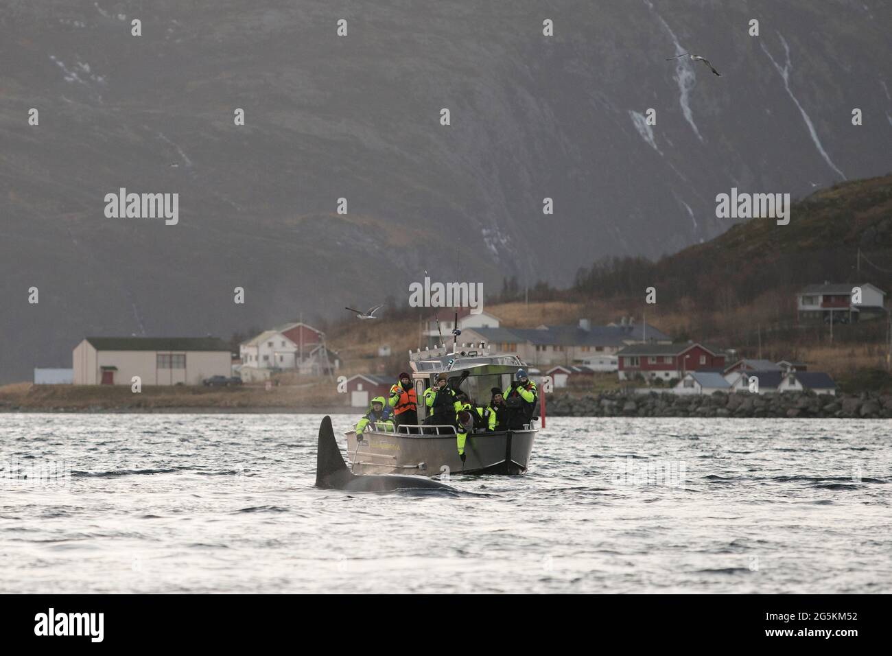 Whale watching near Tromso, Norway Stock Photo