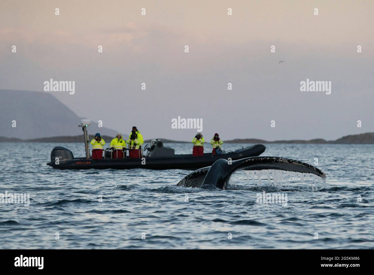Tail humpback whale above water hi-res stock photography and images - Alamy
