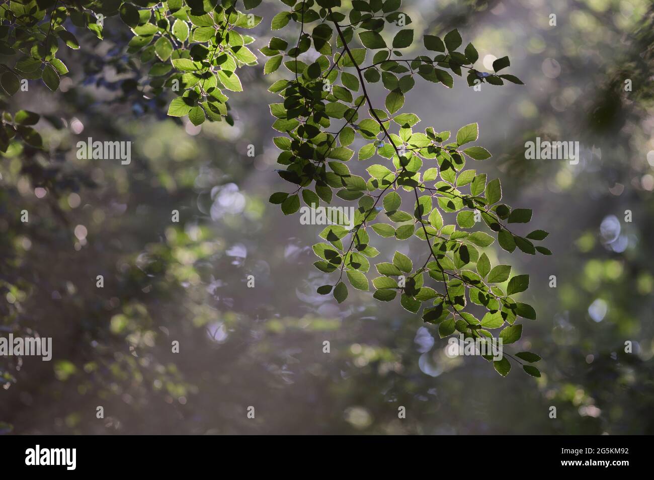 Rays of sunlight on a branch with beech leaves in a foggy forest Stock Photo