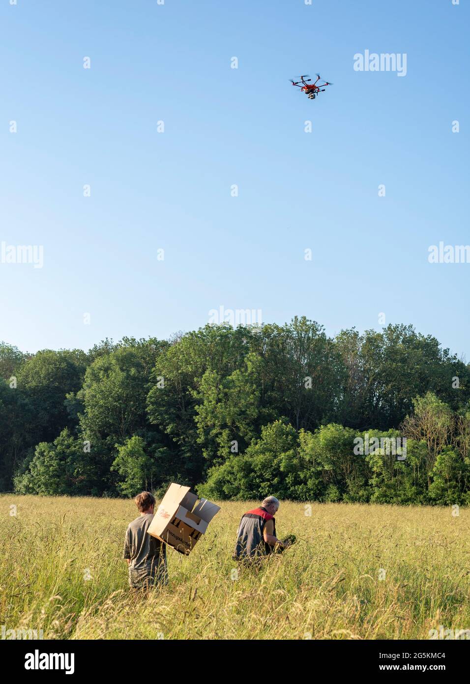 Magdeburg, Germany. 17th June, 2021. Farmer Andreas Pfanne(l)and Christin Schmidt carry a moving box through the tall grass. They want to collect a fawn that was discovered by the drone hovering above them. Together with helpers from the association Wildtierretter Sachsen-Anhalt, the two search their fields for young animals before mowing the grass to prevent them from getting caught in the mower of the agricultural machinery. Credit: Stephan Schulz/dpa-Zentralbild/ZB/dpa/Alamy Live News Stock Photo