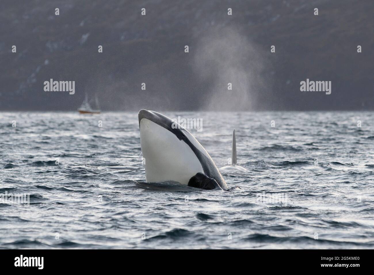 Orcas seen spy hopping on a whale watching trip near Tromso, Norway Stock Photo