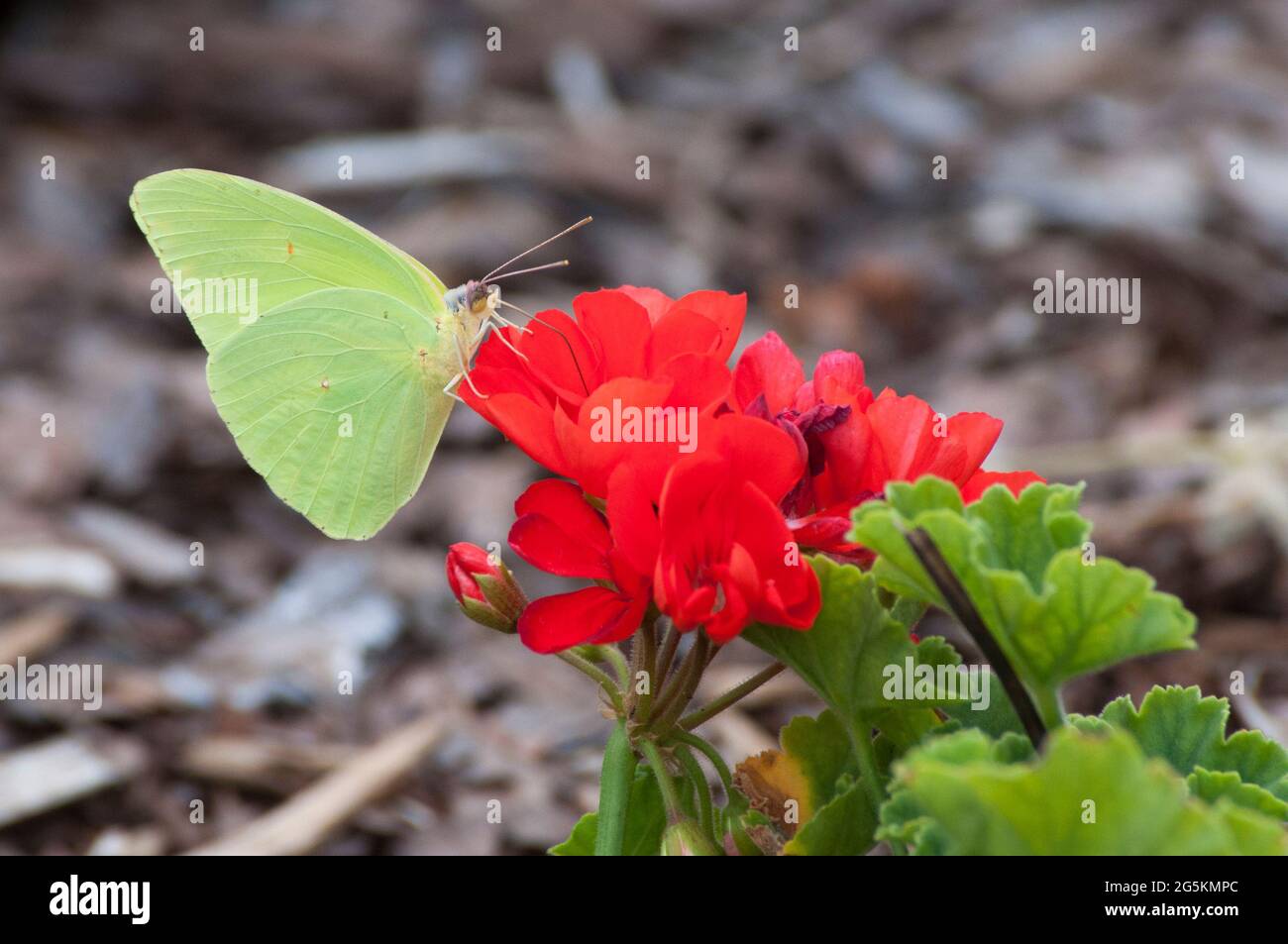 Cloudless Sulphur Butterfly Stock Photo