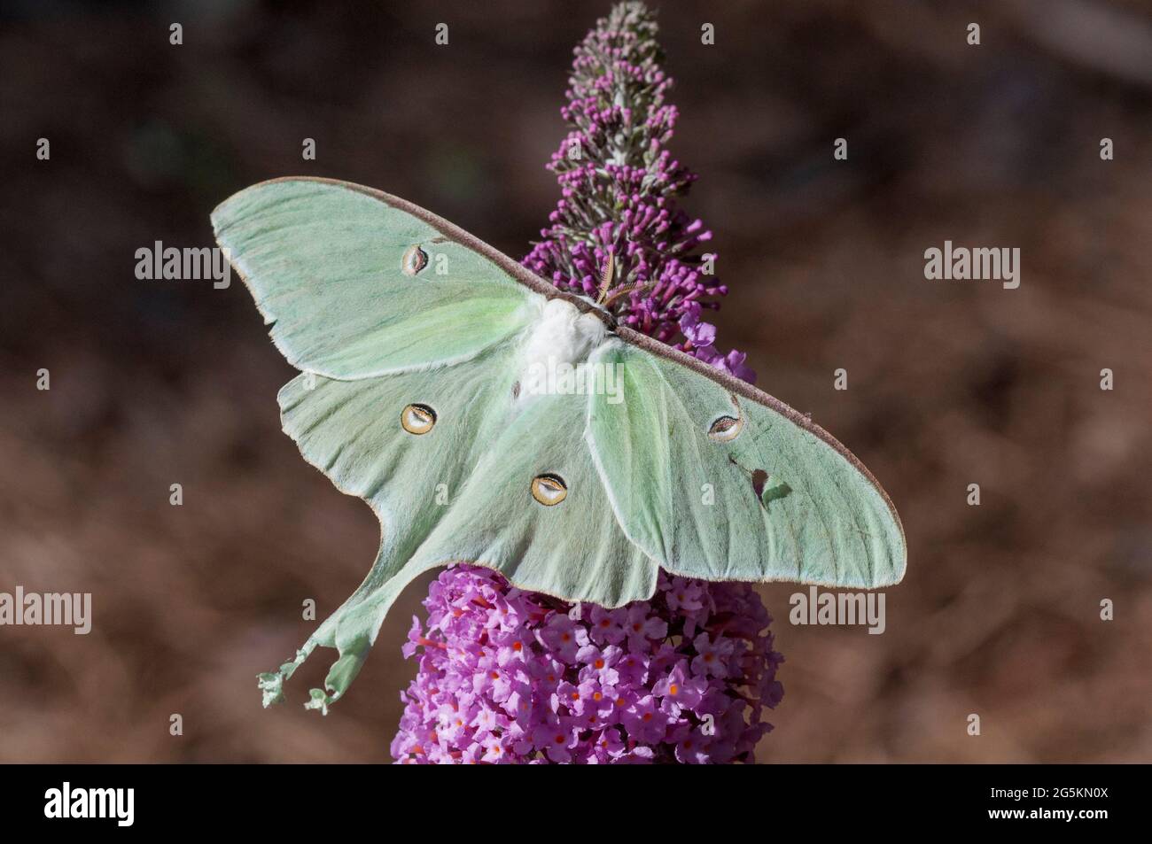 Luna Moth on purple butterfly bush flower Stock Photo Alamy
