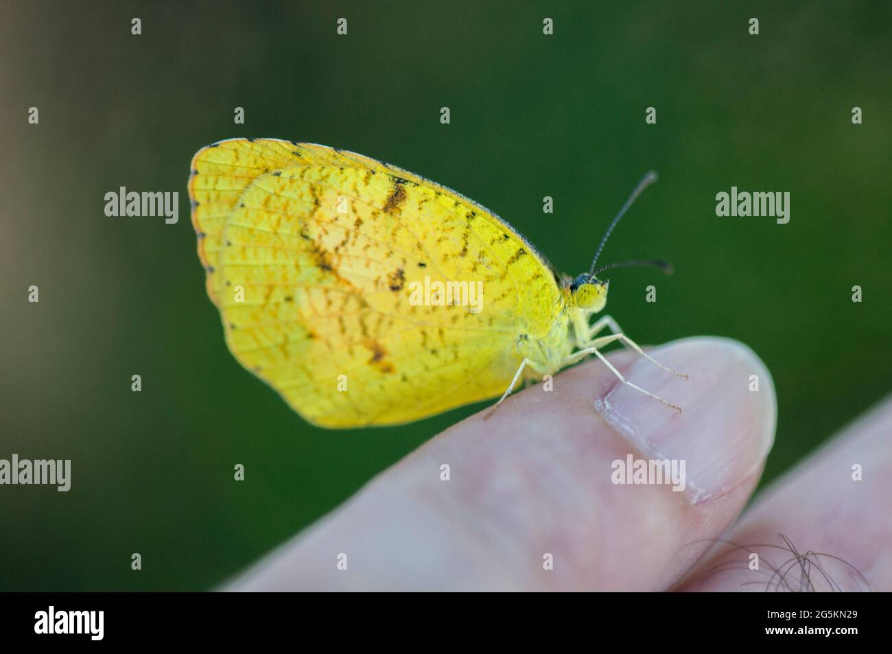 Mimosa Yellow butterfly, side view, on finger for scale Stock Photo Alamy