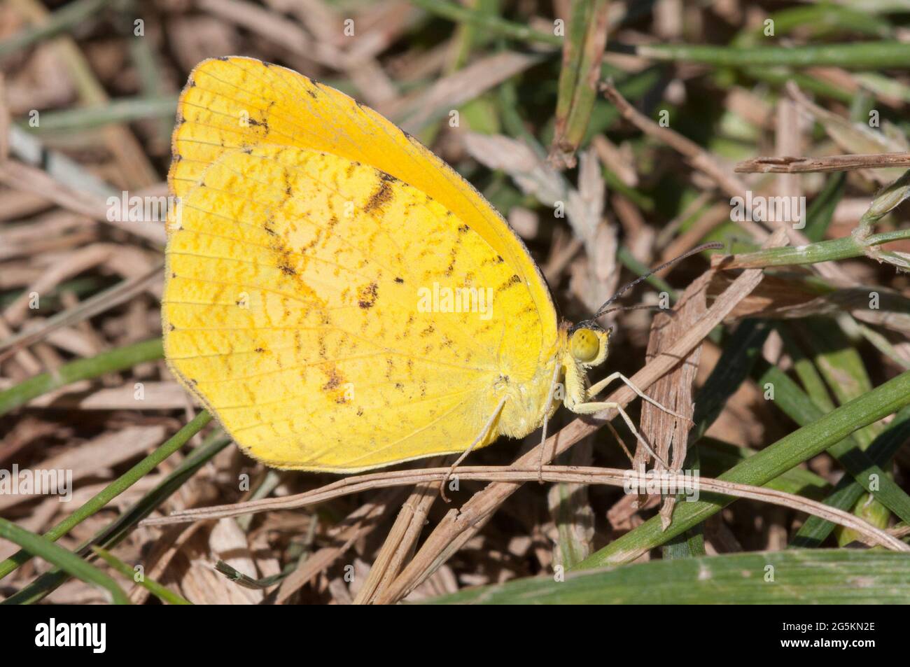 Mimosa butterfly hires stock photography and images Alamy