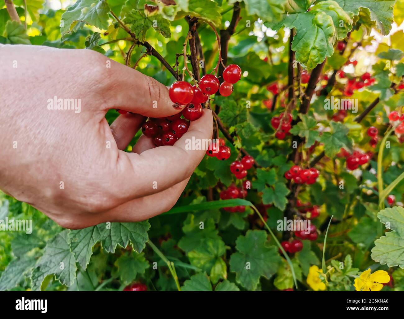 Close-up image of hand picking fresh red currant berries in garden ...