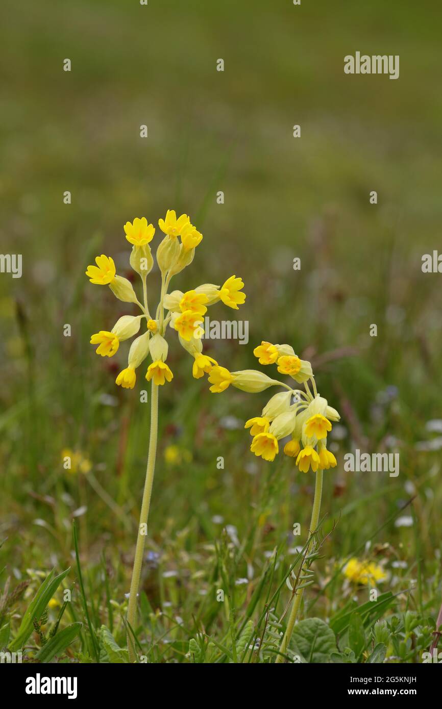 common-cowslip-primula-veris-blooming-in-a-meadow-hesse-germany