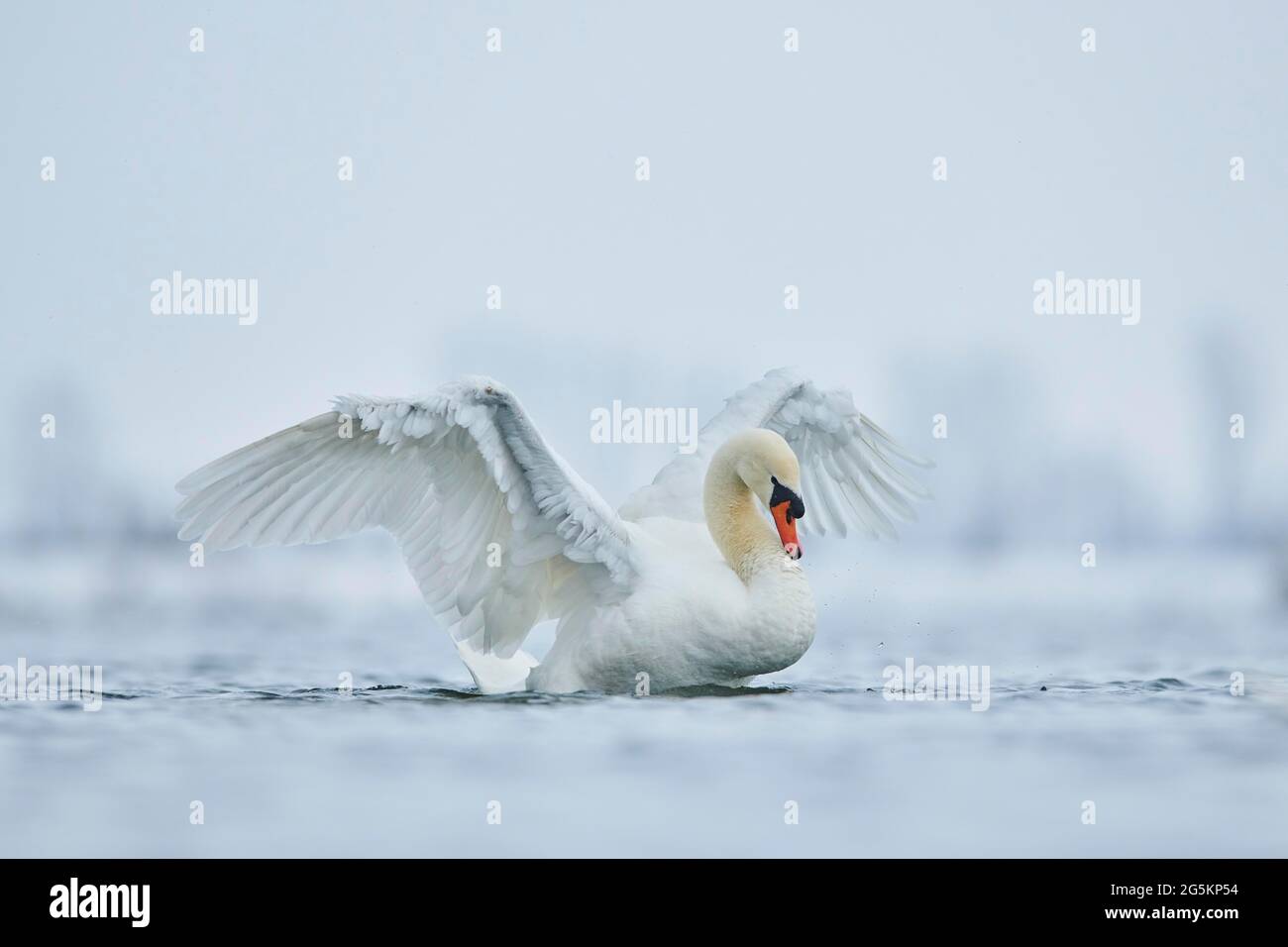 Mute swan (Cygnus olor) flap wings in water, Bavaria, Germany, Europe Stock Photo