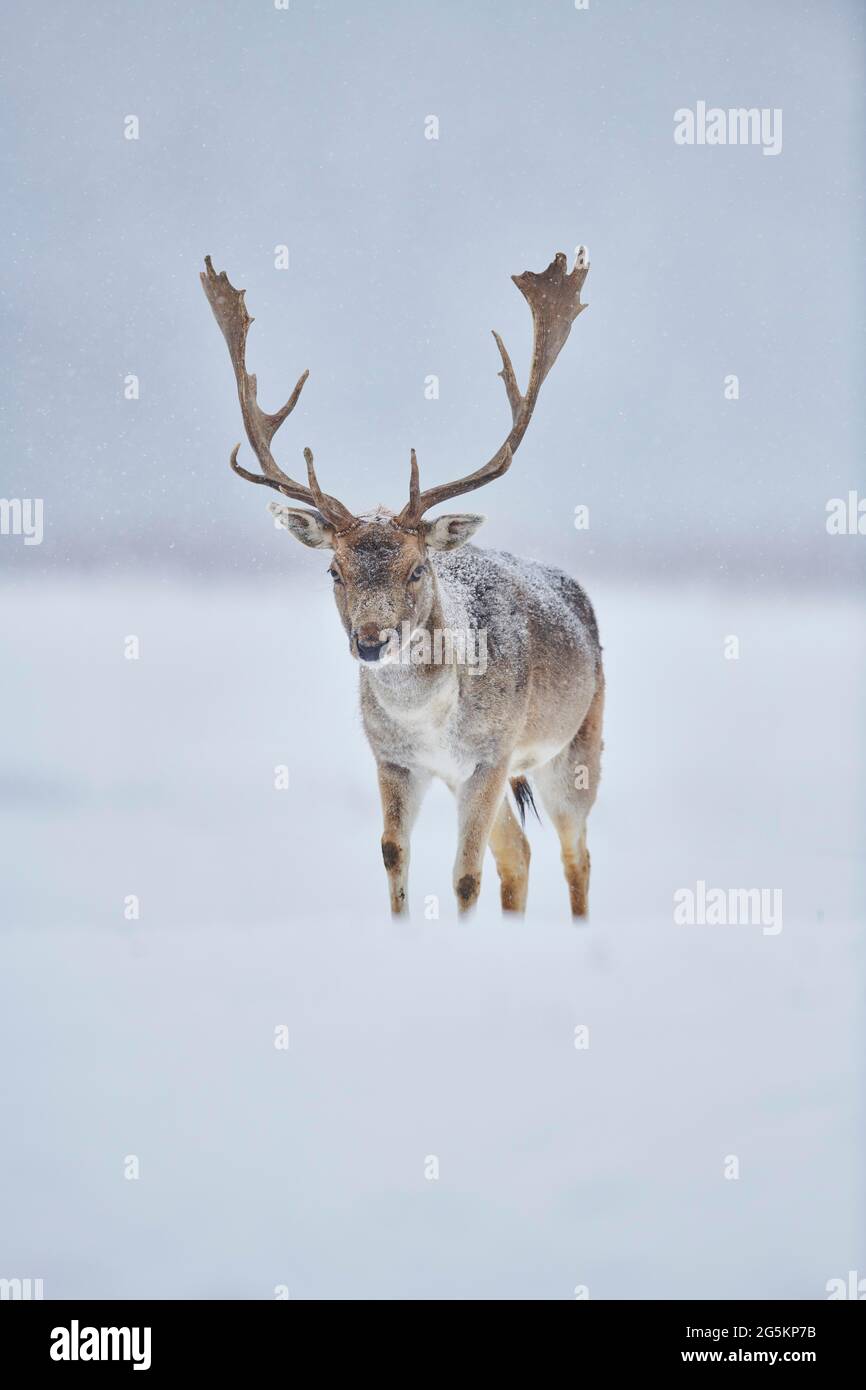 Fallow deer (Dama dama) on a meadow, captive, Bavaria, Germany, Europe Stock Photo