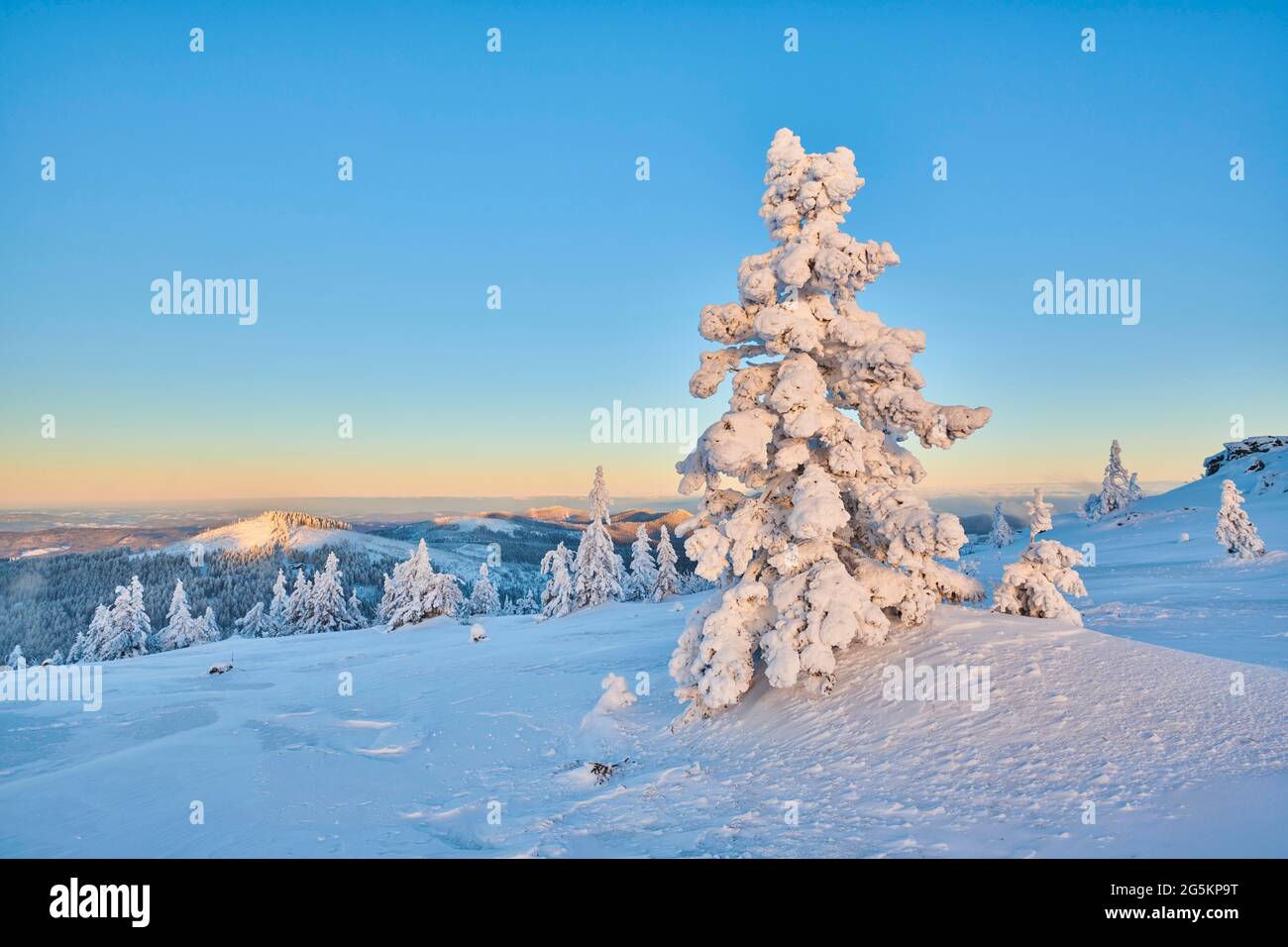 Snowed-in spruces (Picea abies) at sunrise in winter on the Arber, Bavarian Forest, Bavaria, Germany, Europe Stock Photo