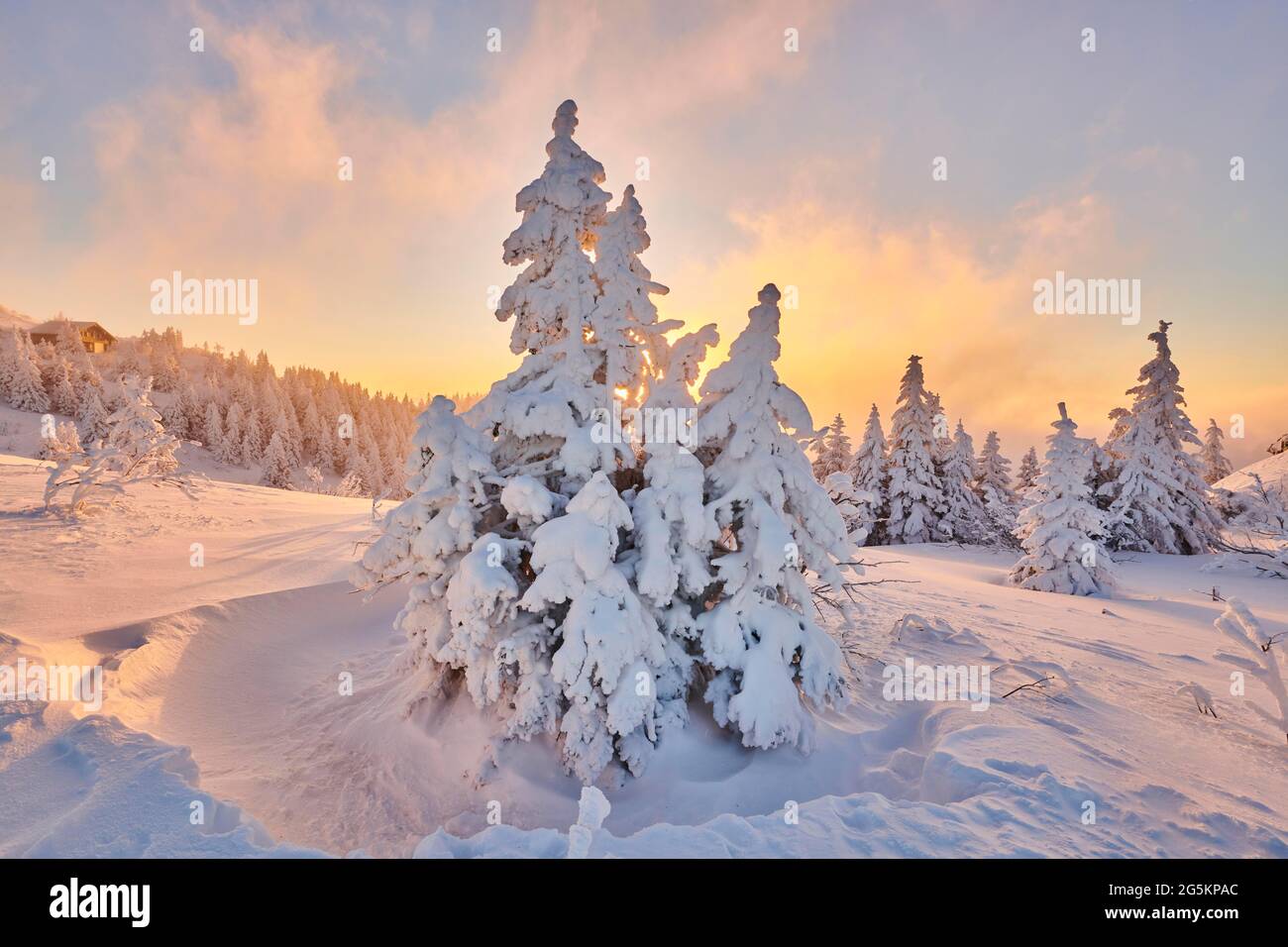 Snowed-in spruces (Picea abies) at sunrise in winter on the Arber, Bavarian Forest, Bavaria, Germany, Europe Stock Photo