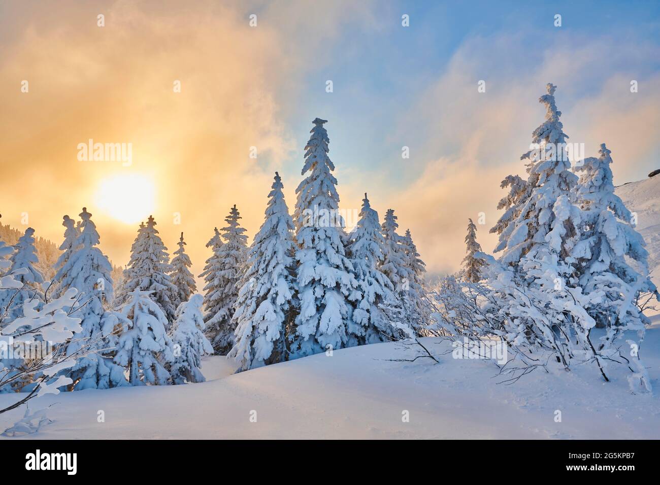 Snowed-in spruces (Picea abies) at sunrise in winter on the Arber, Bavarian Forest, Bavaria, Germany, Europe Stock Photo