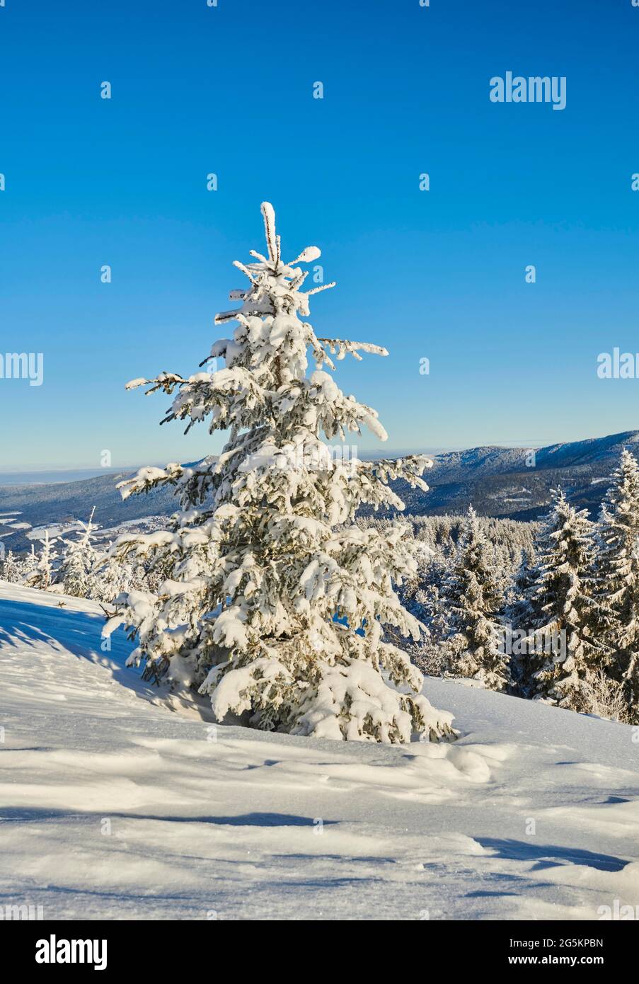View from Arber on hilly landscape with spruce forest (Picea abies) in winter, Bavarian Forest, Bavaria, Germany, Europe Stock Photo
