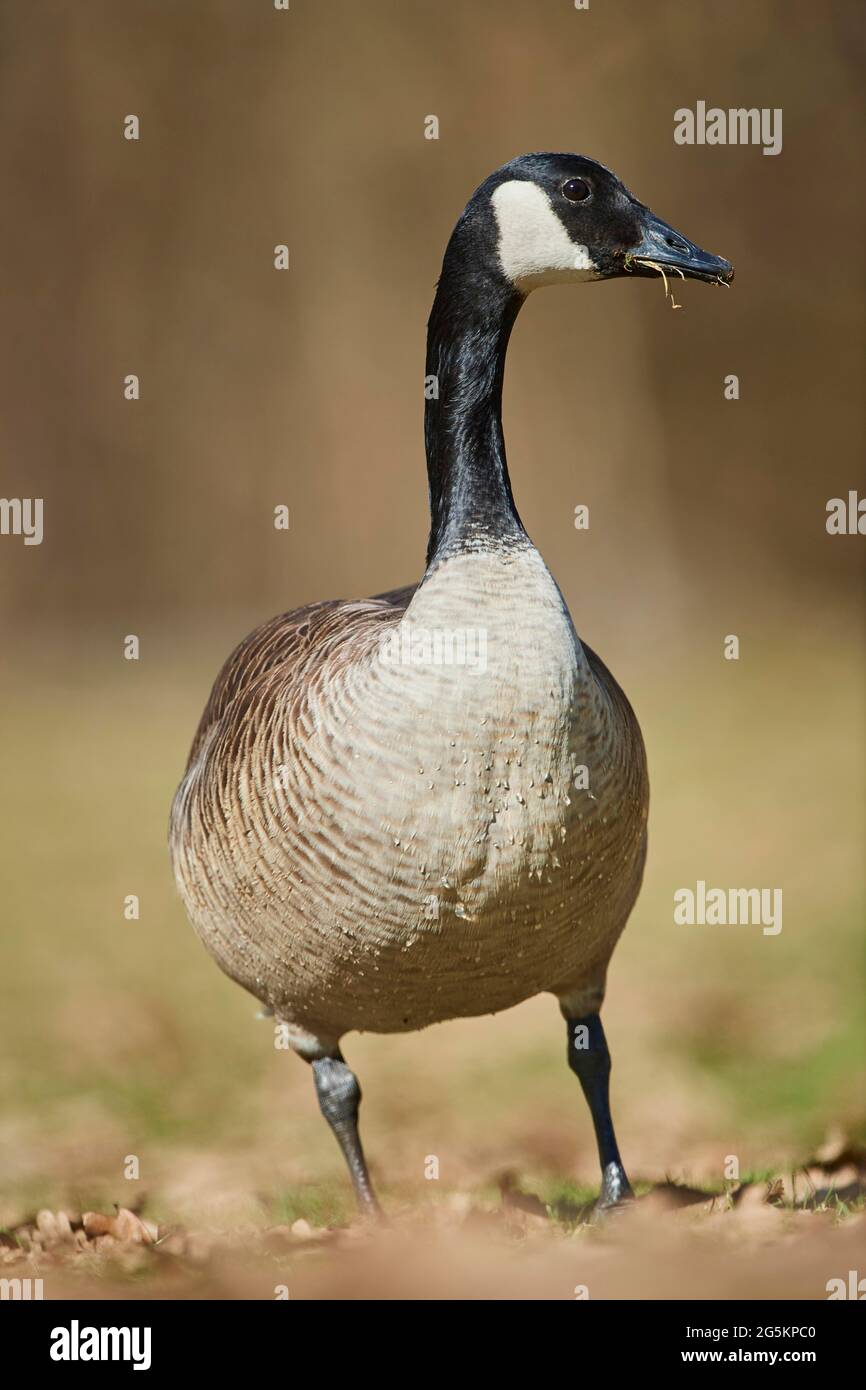 Canada goose germany number cheap