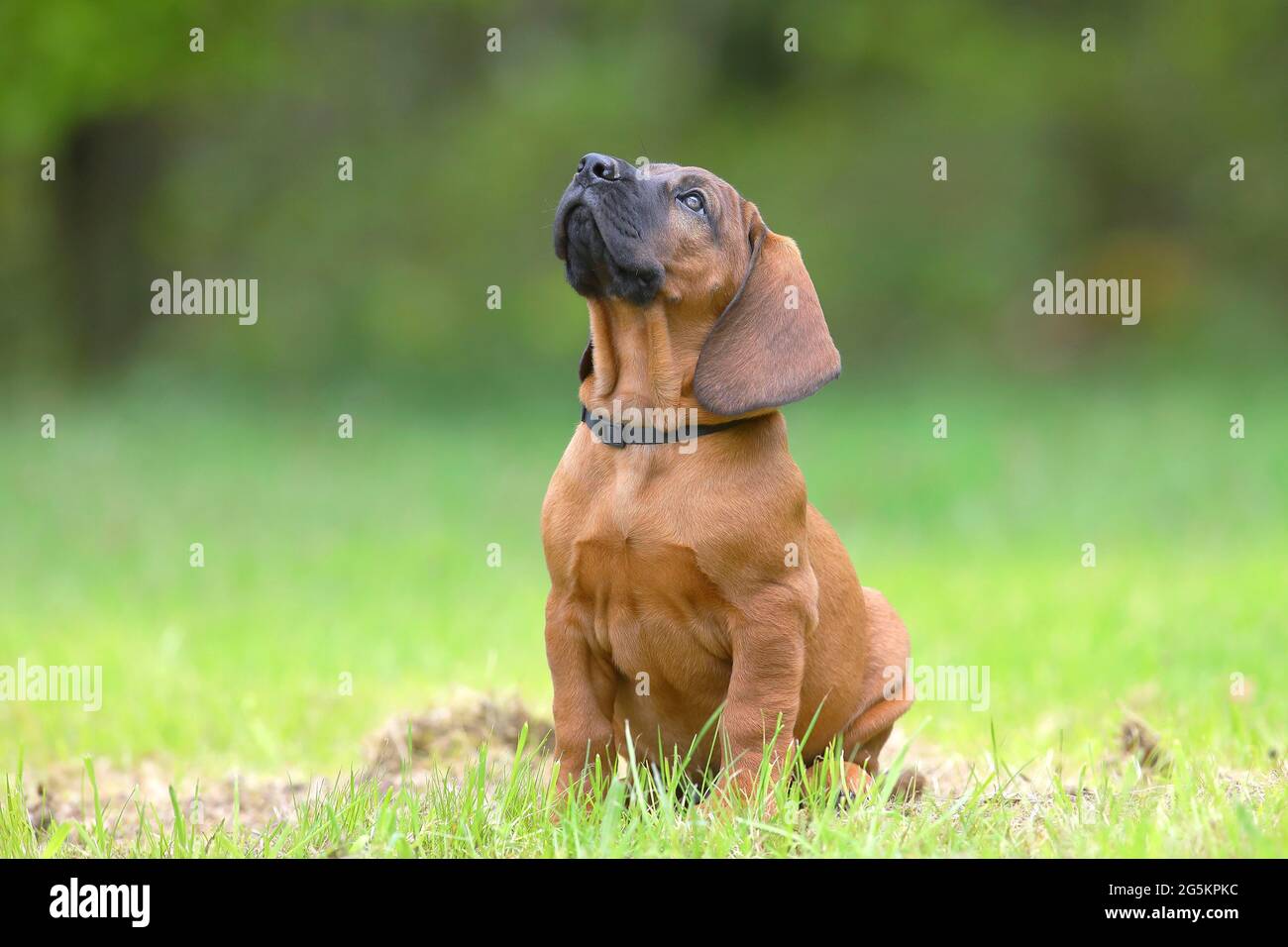 Page 9 - Bloodhound High Resolution Stock Photography and Images - Alamy