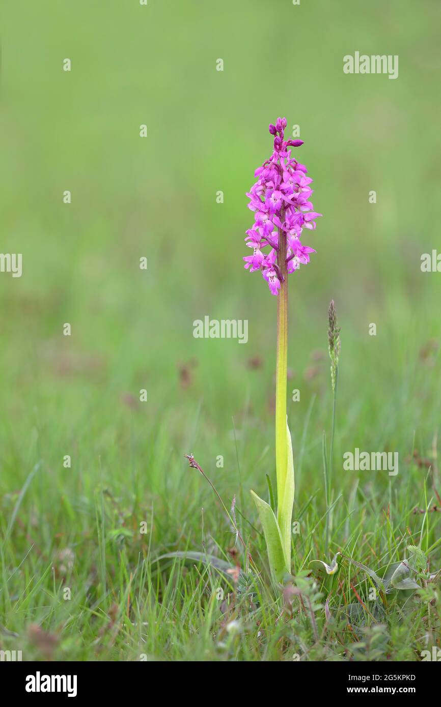 Early purple orchid (Orchis mascula), blooming in a meadow, Hesse, Germany, Europe Stock Photo