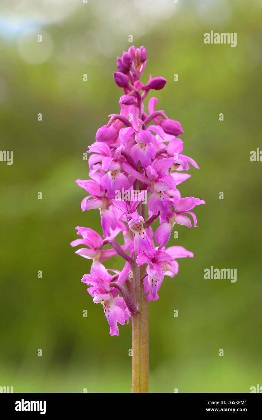 Early purple orchid (Orchis mascula), inflorescence, blooming in a meadow, Hesse, Germany, Europe Stock Photo