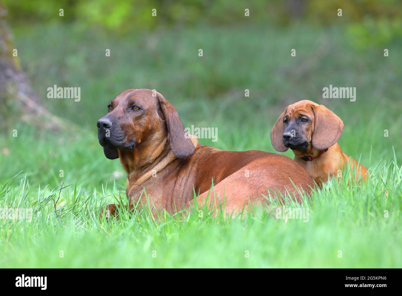 Page 4 - Bloodhound Puppy High Resolution Stock Photography and Images -  Alamy