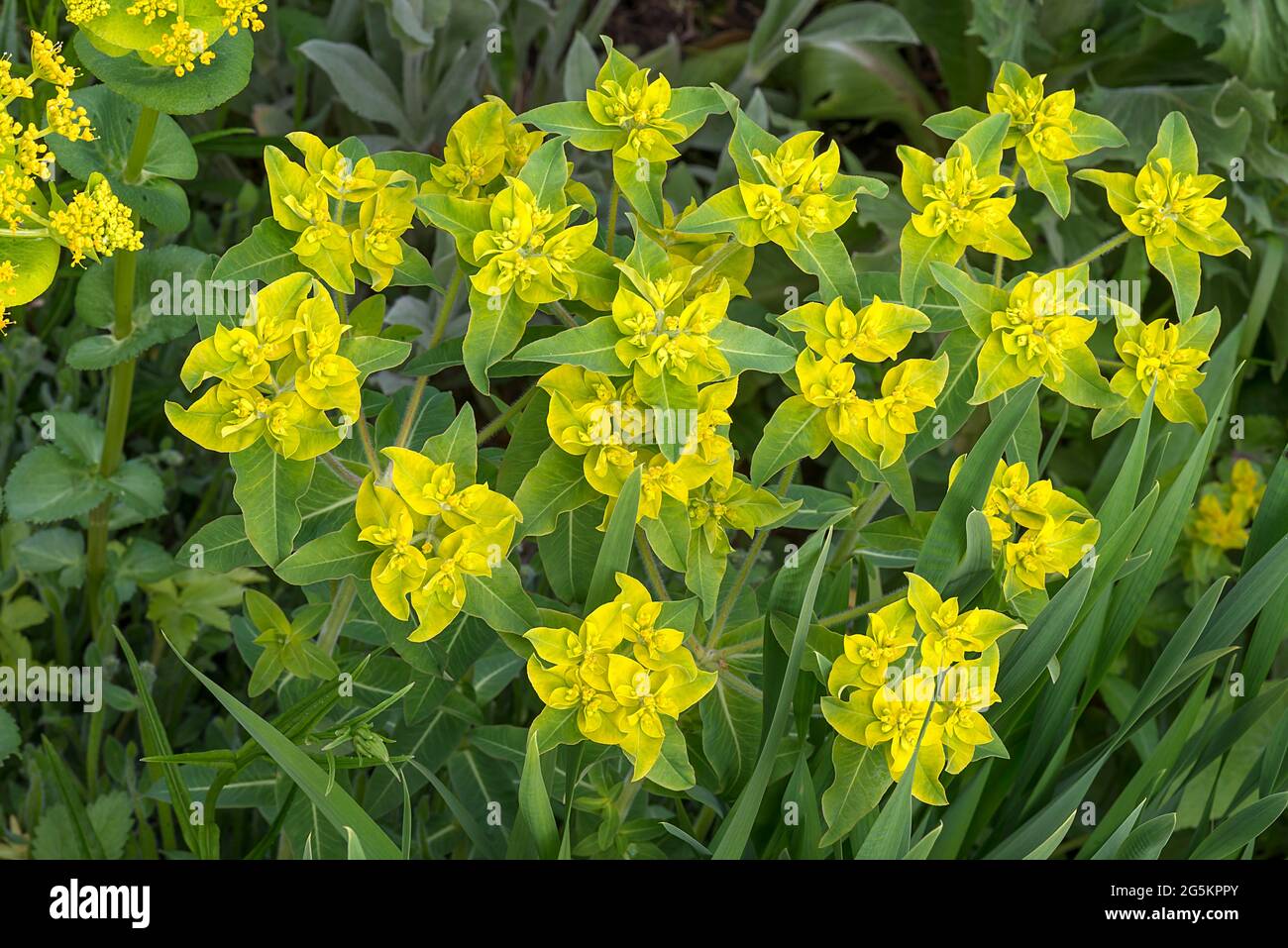 Cushion spurge (Euphorbia epithymoides), Bavaria, Germany, Europe Stock Photo