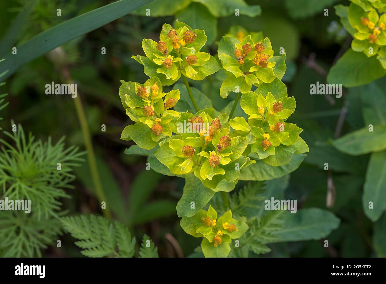 Many-coloured spurge (Euphorbia epithymoides), Bavaria, Germany, Europe Stock Photo