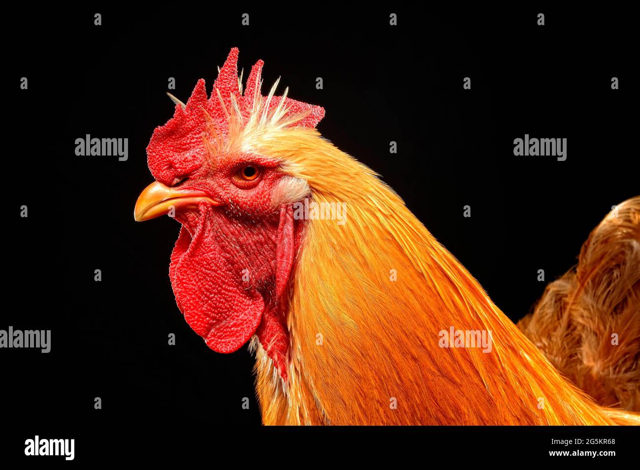 Cock, cochin, pedigree chicken, germany Stock Photo