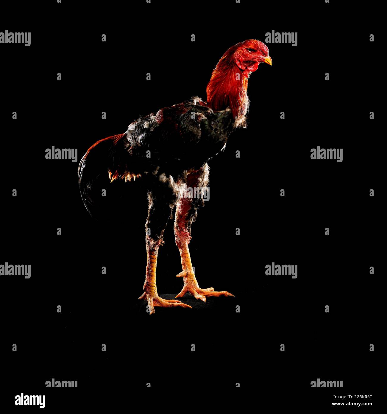 Shamo Cock, Germany, Europe Stock Photo