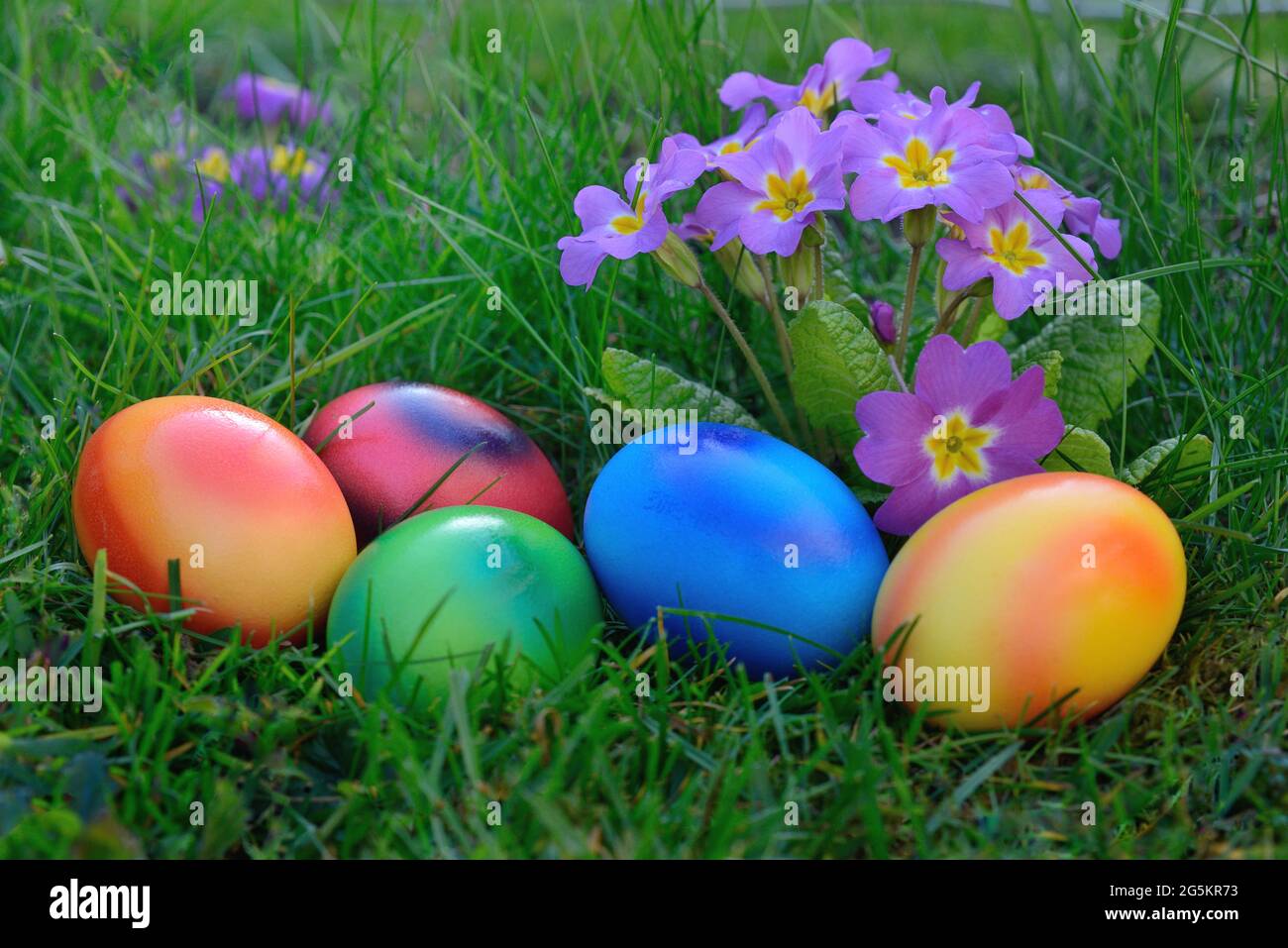 Colorful easter eggs in grass with primrose Stock Photo