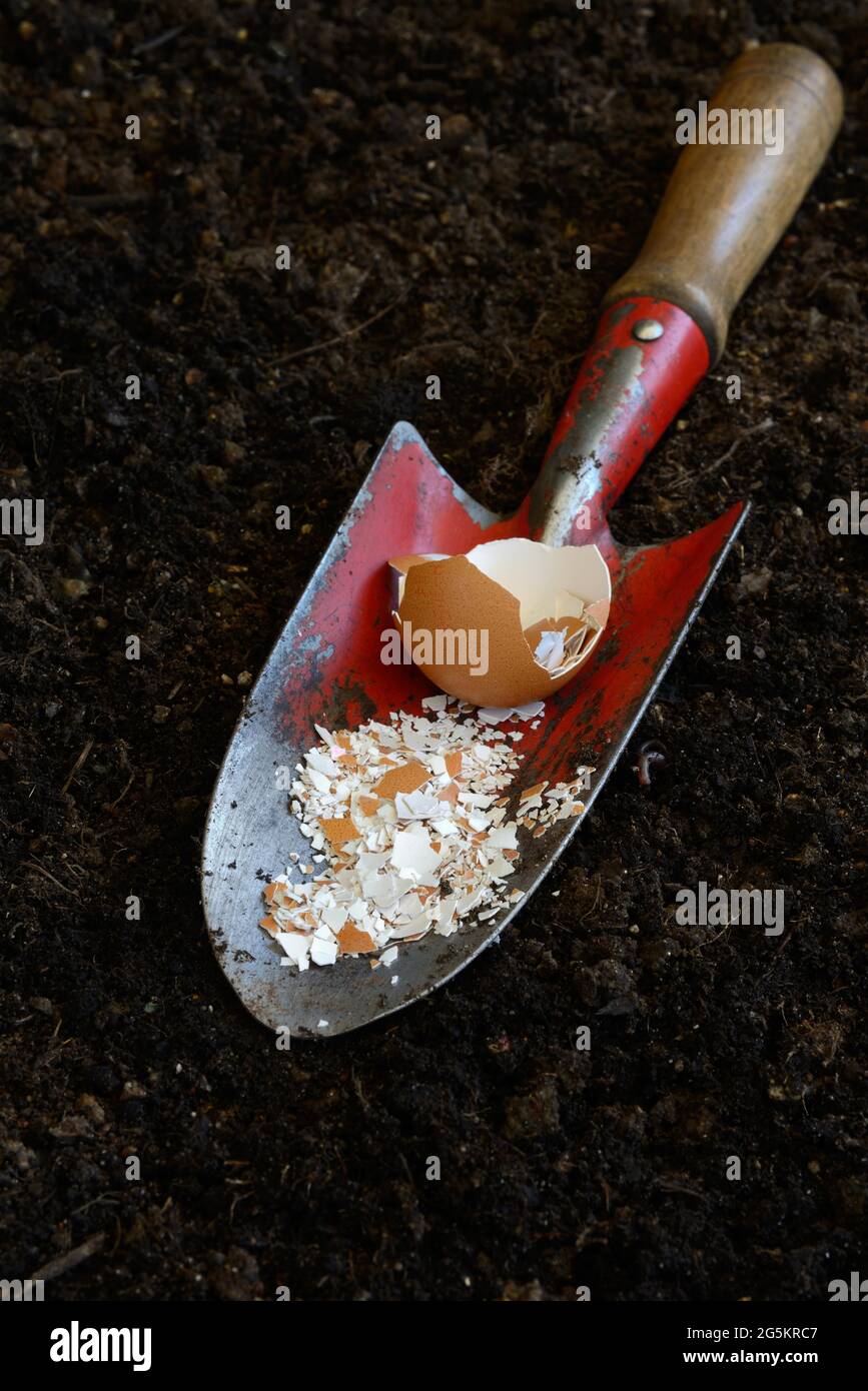 Crushed eggshells on garden shovel Stock Photo Alamy