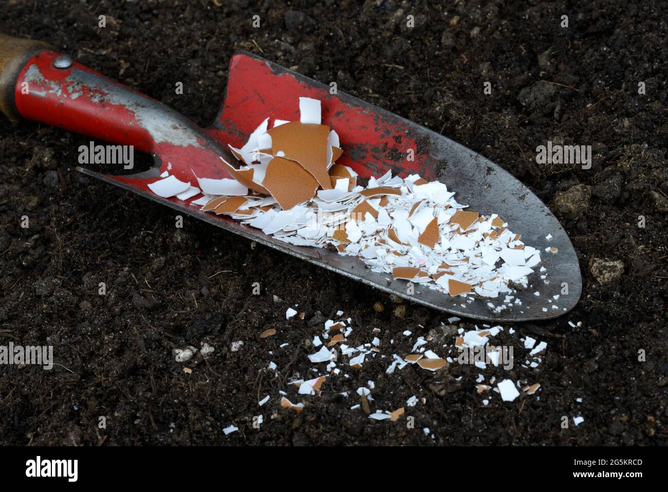 Crushed eggshells on garden shovel Stock Photo Alamy