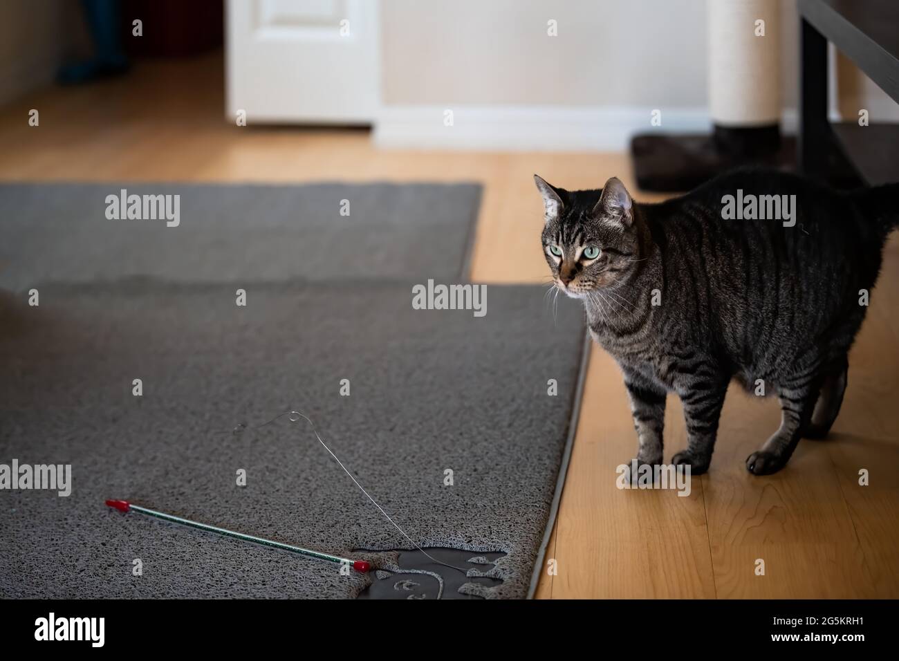 Uninterested young tabby cat playing with wand toy in living room home