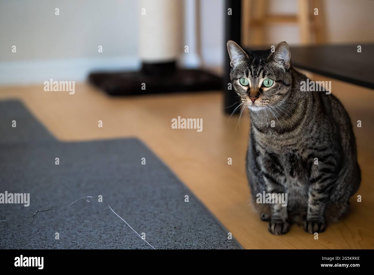 Uninterested grey tabby cat playing with wand toy in living room home