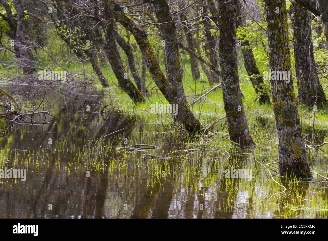 Reflection of trees in the lake Stock Photo - Alamy