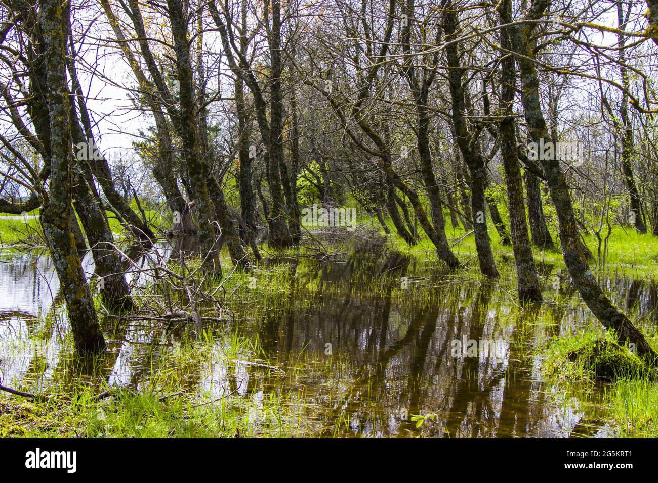Reflection of trees in the lake Stock Photo - Alamy
