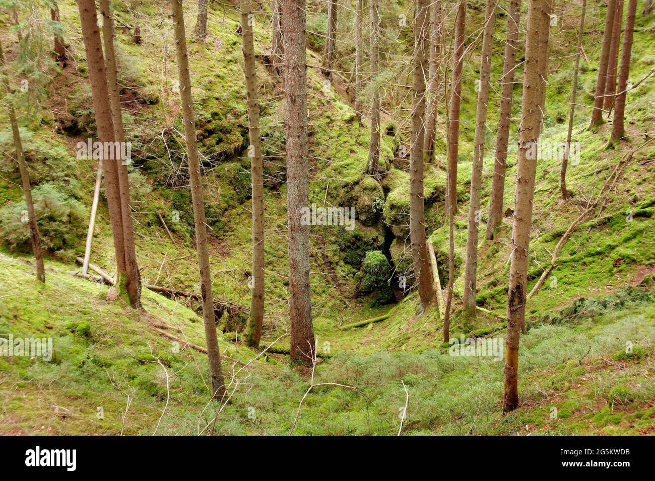 Doline, solution doline, collapse doline, morphological depression with dense vegetation of moss, European spruce (Picea abies) and spruce saplings, f Stock Photo