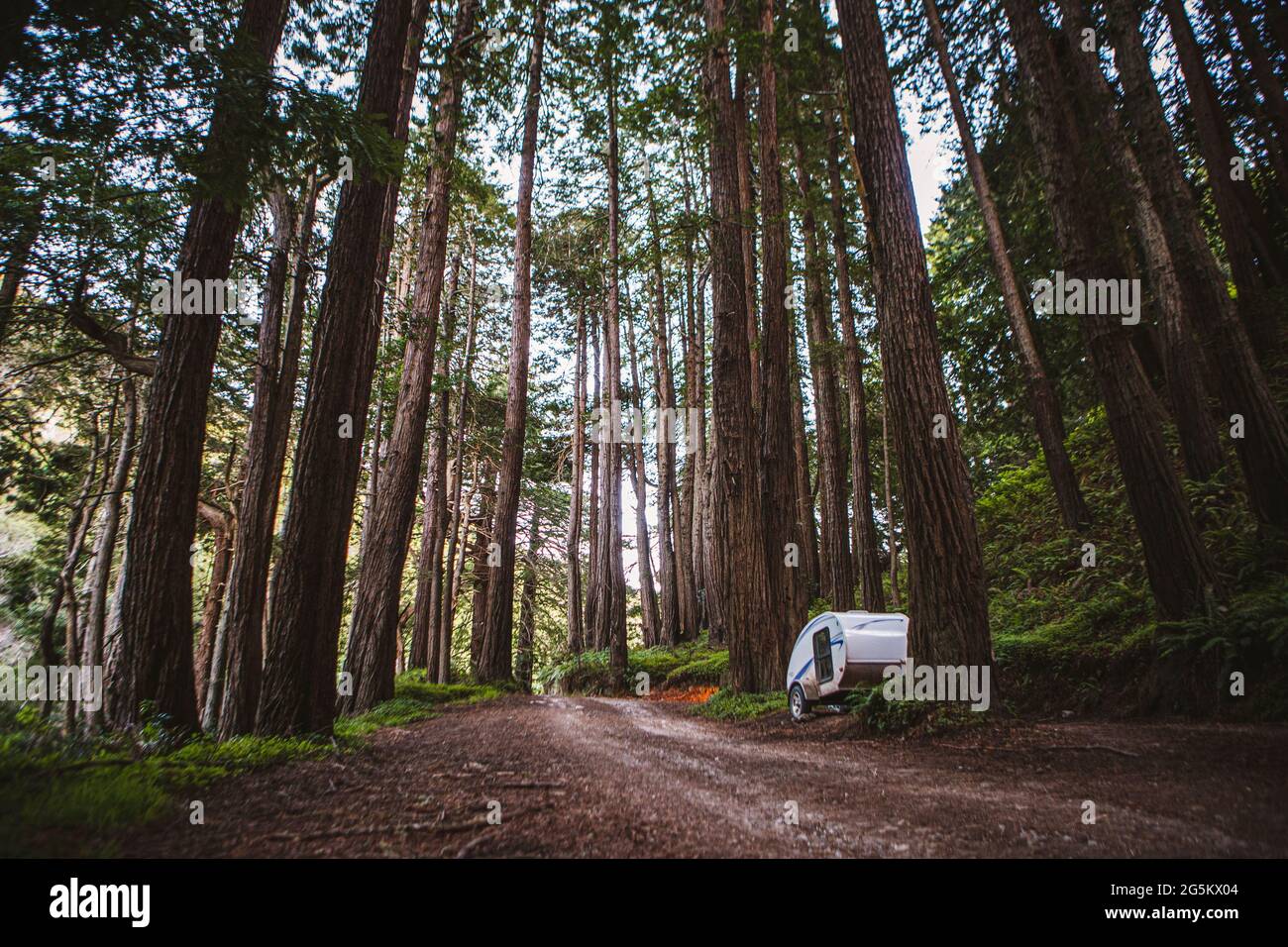 Small teardrop camper trailer parked in Redwood forest, California Stock Photo